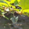 Four little birds (~10-12x2mm) - Image 4